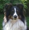 Choco Benji von der Sheltiebande ( Benji ) 24.08.09 -6